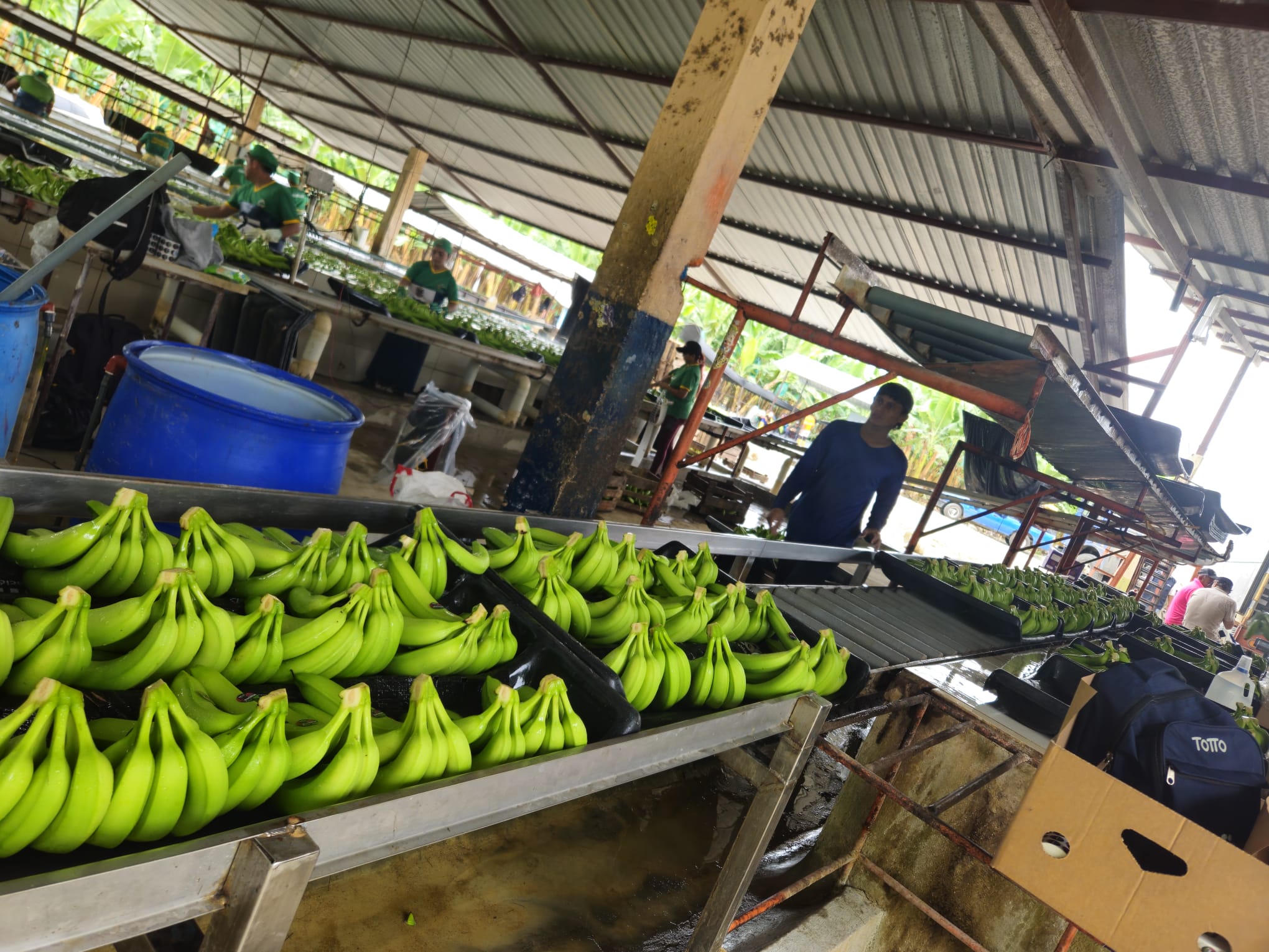 Banano Cavendish verde