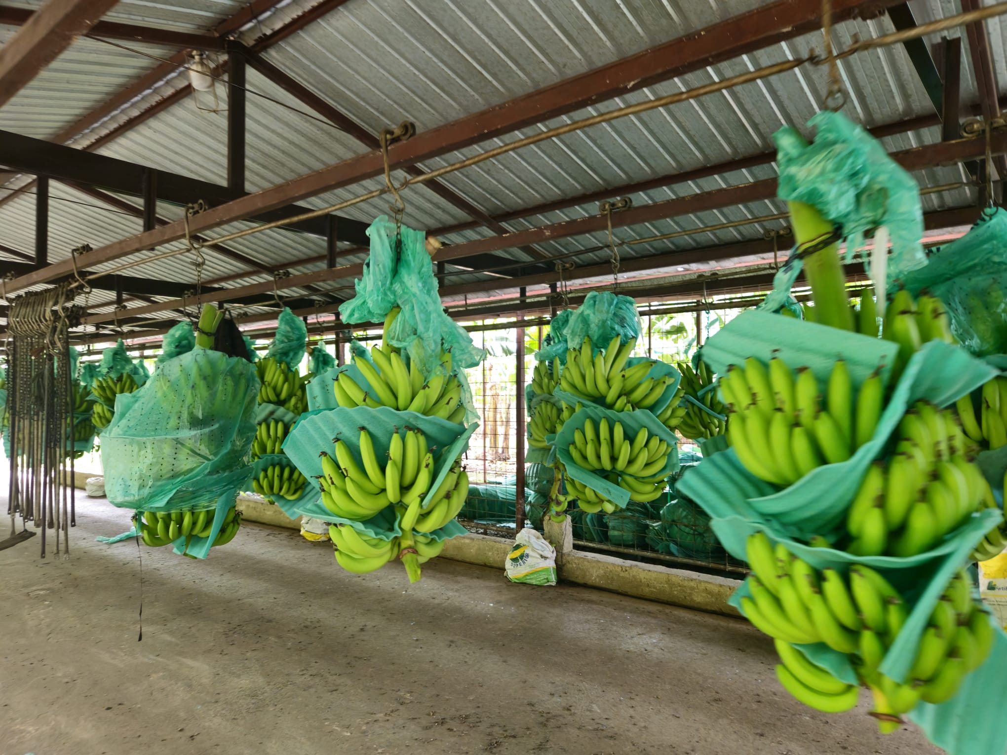 Piñas verdes empacadas