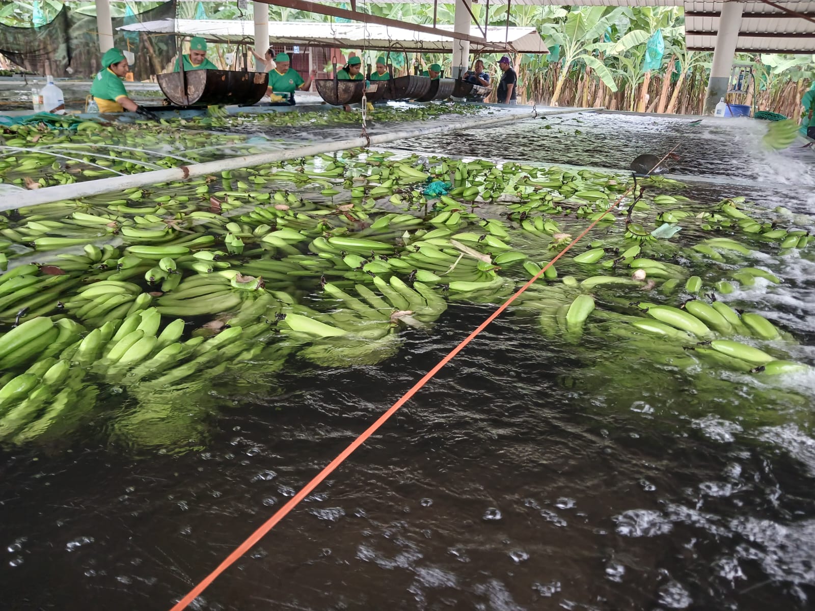 Banano verde Cavendish