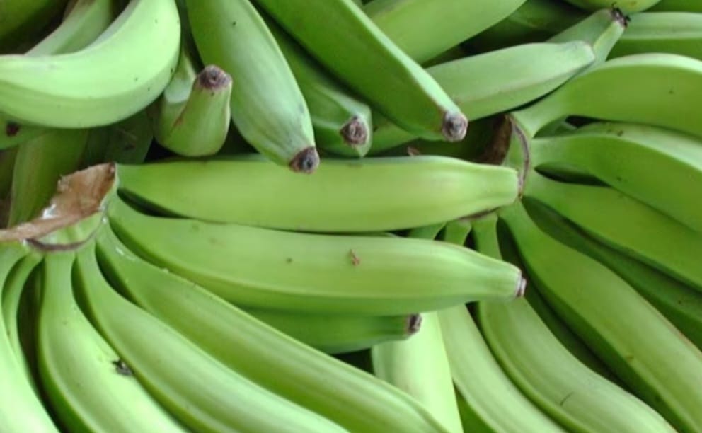 Banano verde Cavendish