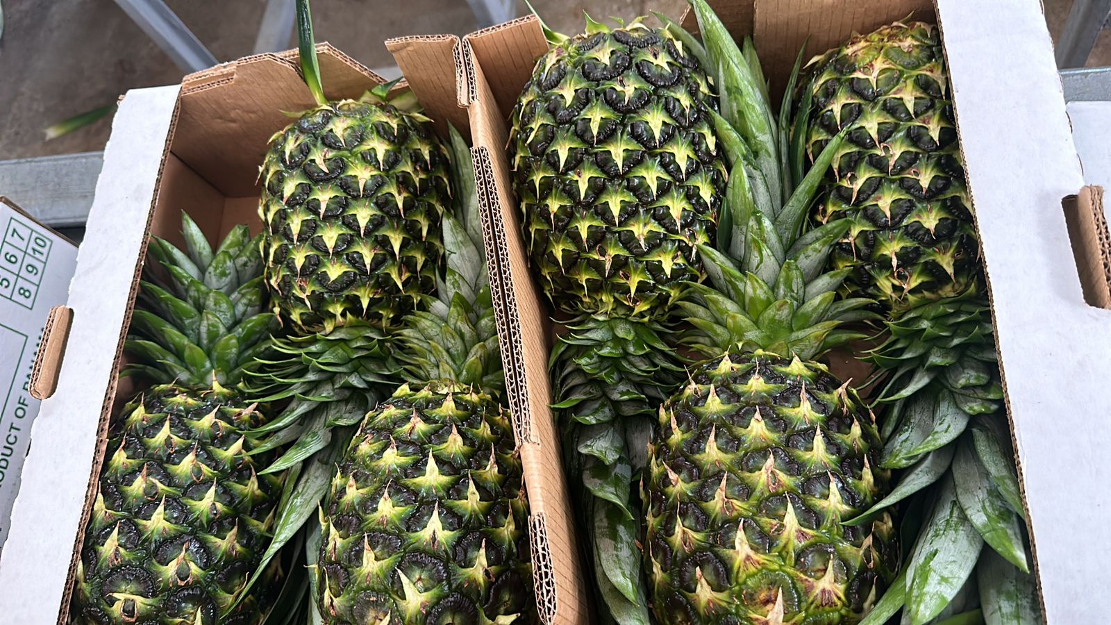 Piña verde de exportación