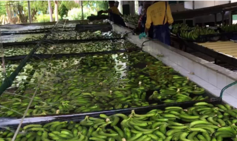 Proceso de banano