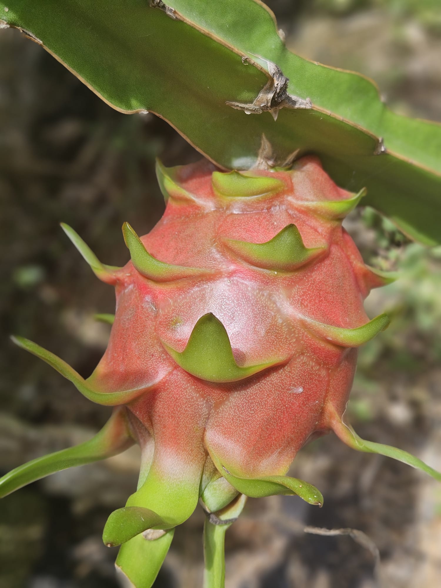 Pitahaya en planta